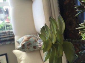 ring_plant.jpg ring_plant.jpg