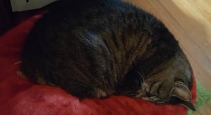 charlie_pillow.jpg
