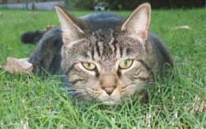 charlie_in_the_yard.jpg