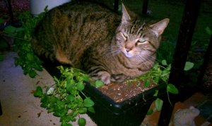 charlie_in_plant_pot.jpg
