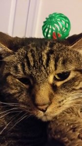 charlie_not_amused.jpg