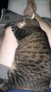 charlie_lap_cat.jpg