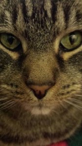charlie_up_close.jpg