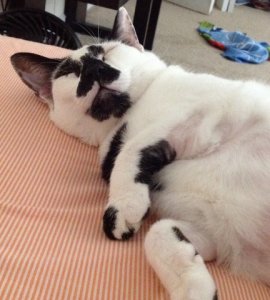 oreo1.jpg