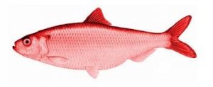red_herring.jpeg red_herring.jpeg