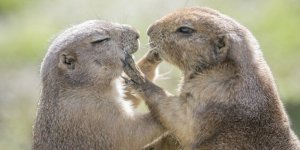 groundhog-4fr-637x320.jpg groundhog-4fr-637x320.jpg