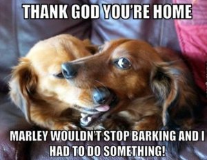 barking_dog.jpg