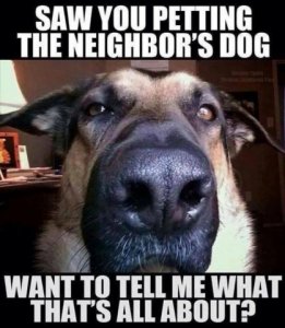 jealous_dog.jpg