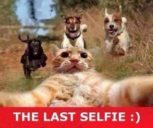 the_last_selfie.jpg