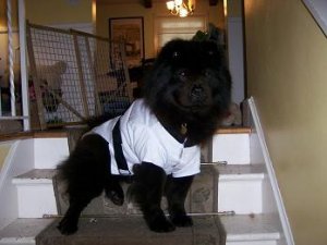 Kung fu doggie.jpg