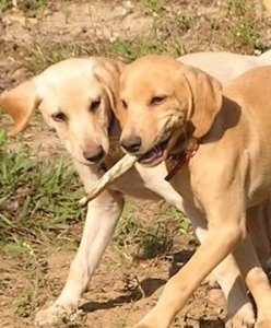 Copy of Puppies 10-10 019.JPG