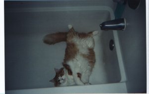 Bathing Kitty.jpg Bathing Kitty.jpg