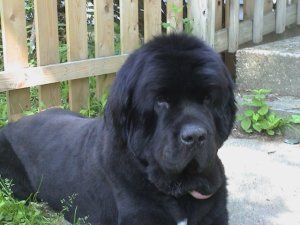 griffinshaved1.jpg