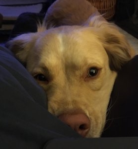 jennsdog.jpg