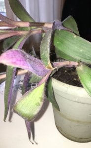 sl_plant.jpeg