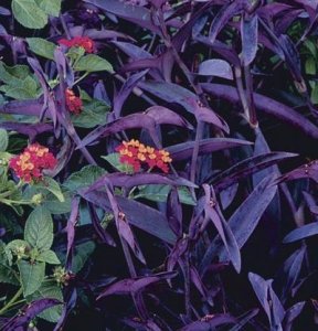 setcreasea_pallida_ccurless_1_lg.jpg