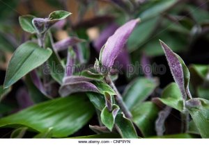 tradescantia-cerinthoides-tradescantia-zebrina-plant-detail-botanical-cnp9yn.jpg