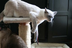 IMG_0070.JPG