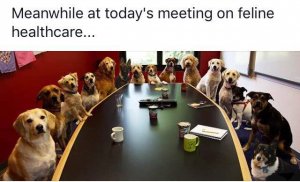 felinehealth.jpg