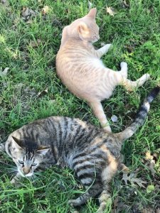 2017kittens.jpg