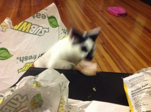 image.jpeg