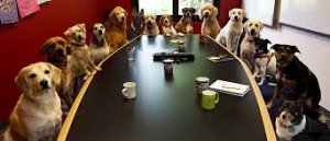 Dog meeting.jpg