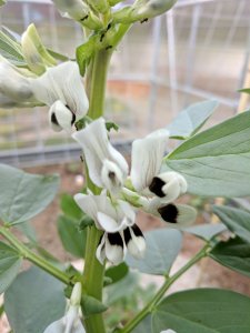 fava flowers.jpg