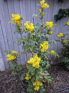 mahonia.jpg mahonia.jpg
