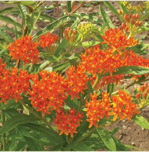 butterfly weed.png