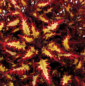 coleus.png