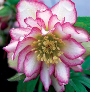 pink hellebore.png