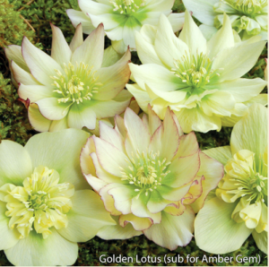 white hellebore.png