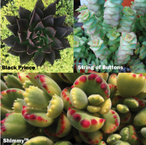 succulents.png