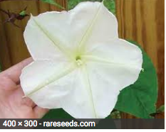 moonflower.png