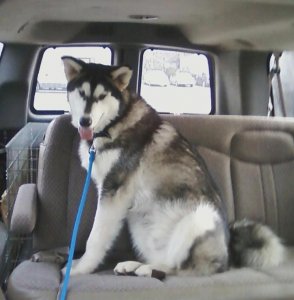 InTheCar.jpg