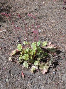 heuchera.jpg