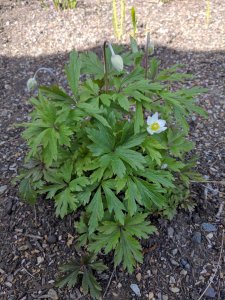 snow anemone.jpg
