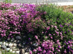 IMG_3749.JPG