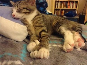 polydactyl-cat.jpg
