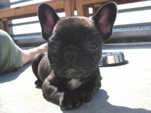 Another black frenchie.jpg