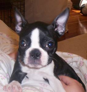 BT puppy.jpg