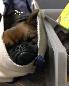 FrancesSleepinginabag.jpg