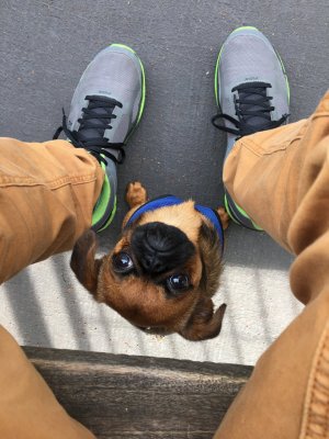 dogrun.jpg