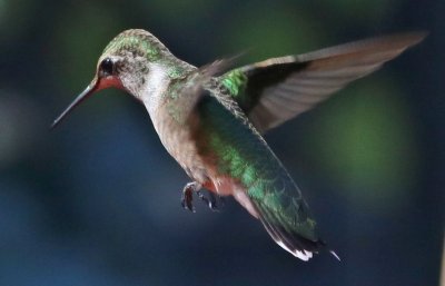 IMG_8186.JPG