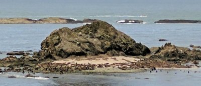 sea lions 2.jpg