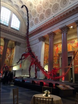 dinosaurroomatmuseumofnaturalhistory.jpg