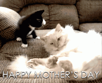 funny-kitten-attacking-mom-happy-mothers-day-greetings-funny-animted-gif.gif