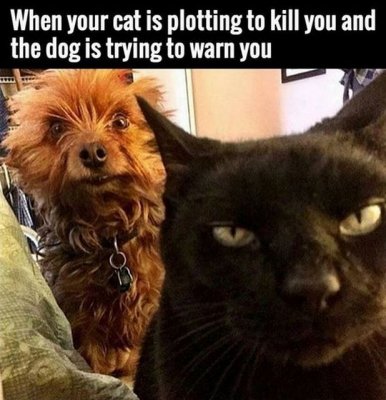 Cats vs dogs.jpg