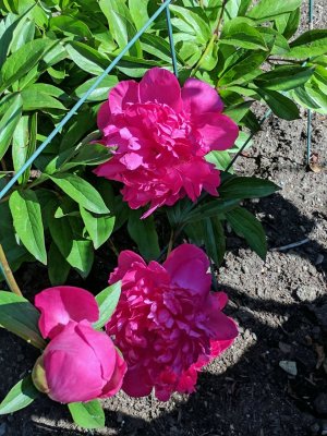 dark pink peony.jpg