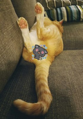 cat.jpg